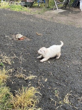 10 hetes komondor kölyök eladó