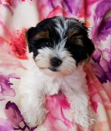 Bishon Havanese