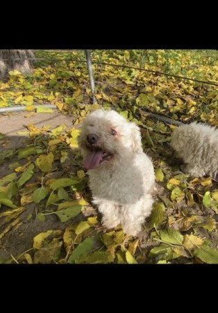 Bichon bolognese