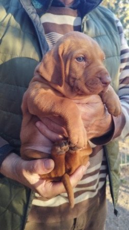 Magyar vizsla