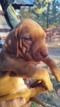 Magyar vizsla