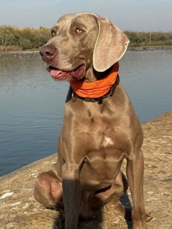 Weimari vizsla