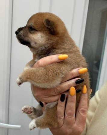 Shiba inu