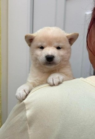 Shiba inu