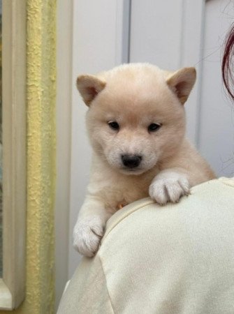 Shiba inu