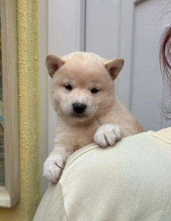 Shiba inu