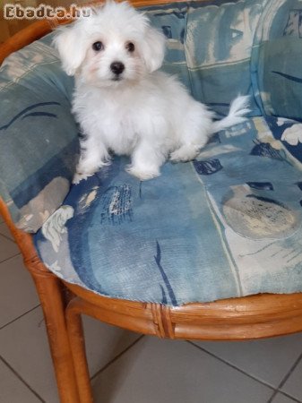 eladó máltai selyemkutya  ( nem maltipoo)