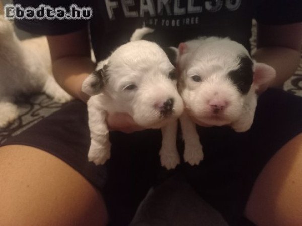 Bichon Havanese