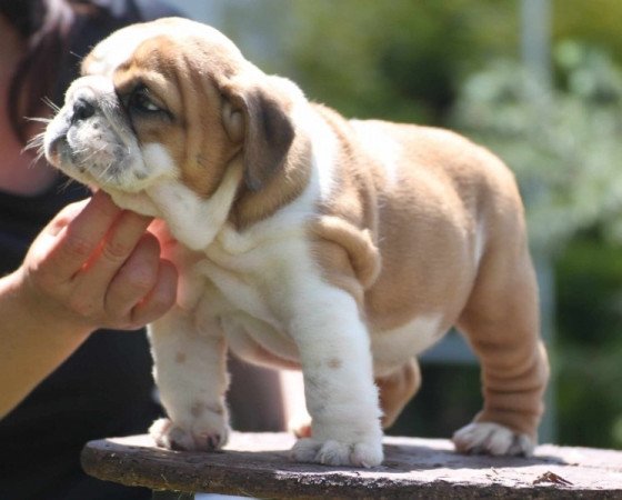 Angol bulldog