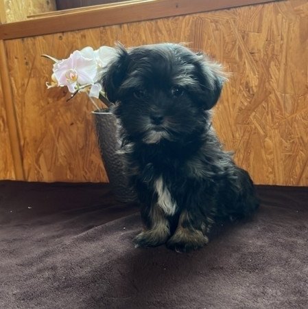 bichon havanese