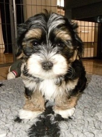 Havanese mix