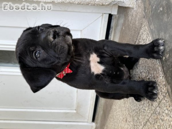 Törzskönyves Cane Corso kiskutyák