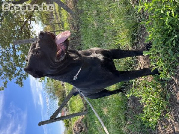 Törzskönyves Cane Corso kiskutyák