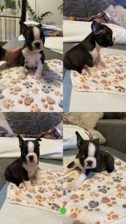 Boston Terrier