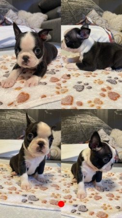 Boston Terrier