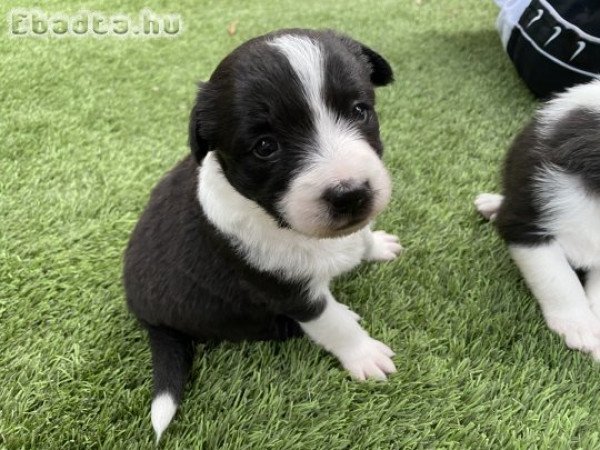 Border collie kislányok