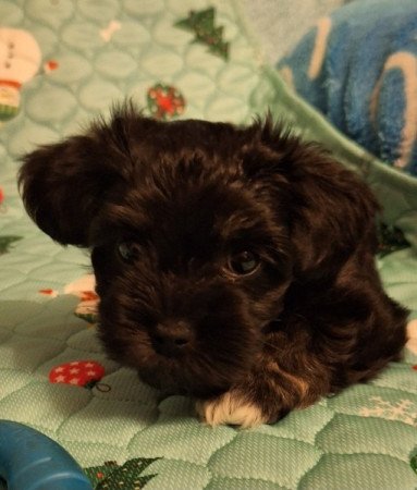 Bichon Havanese