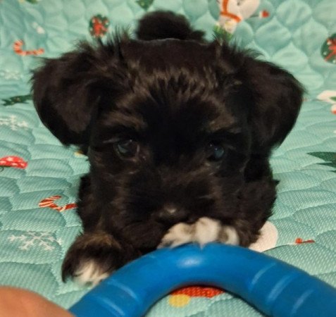 Bichon Havanese