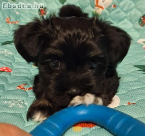 Bichon Havanese