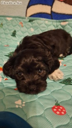 Bichon Havanese