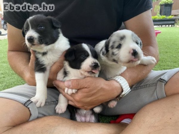 Border collie kislányok