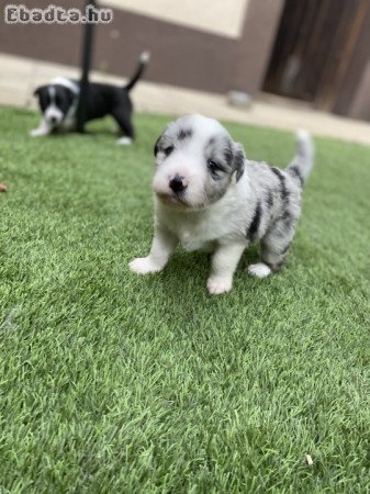 Border collie kislányok