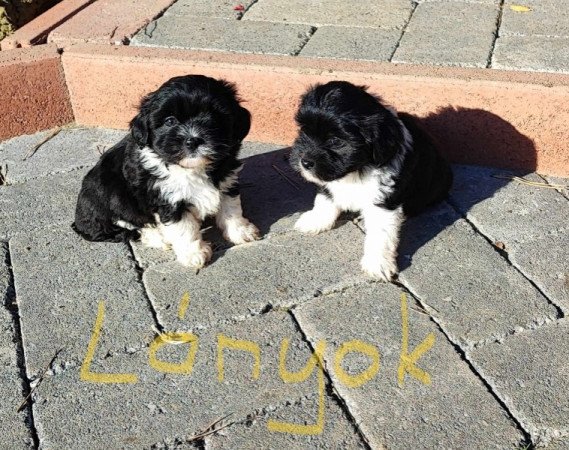 Bichon havanese