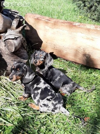 fekete-cser,harlekin eladó tacskó törpe-standard