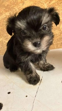 bichon havanese