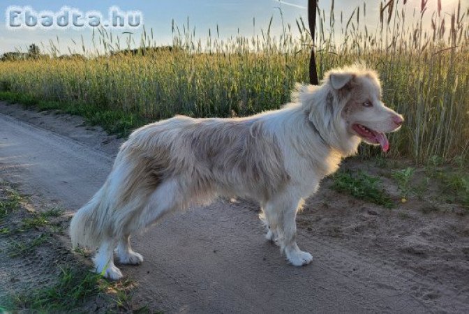 Eladó törzskönyves szuka red merle border collie