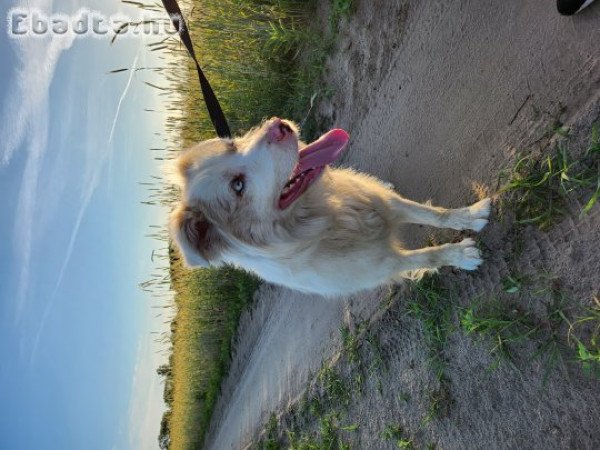 Eladó törzskönyves szuka red merle border collie