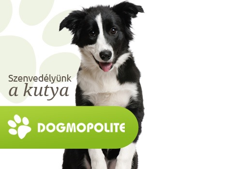 Dogmopolite Kutyaiskola