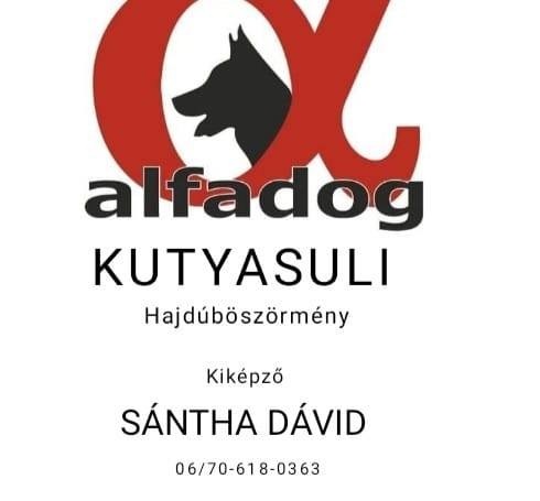 ALFA DOG KUTYASULI