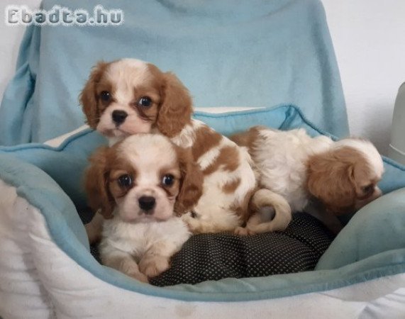 Eladó cavalier king charles spaniel