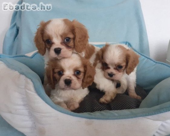 Eladó cavalier king charles spaniel