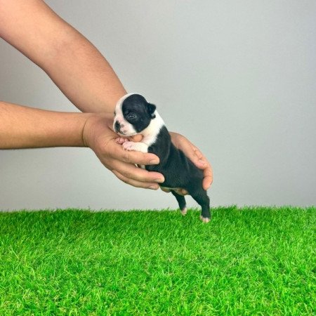 Boston Terrier