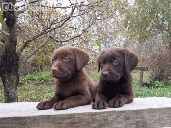 eladó labrador retriever ( csoki  ) barna