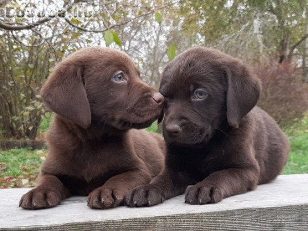 eladó labrador retriever ( csoki  ) barna