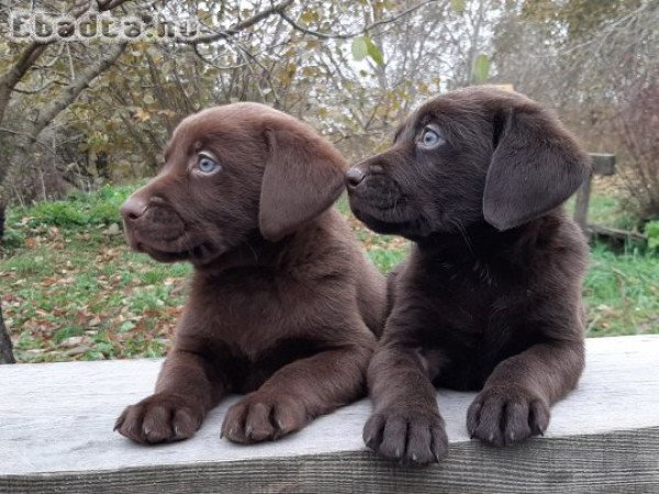 eladó labrador retriever ( csoki  ) barna