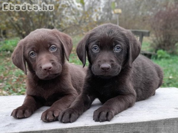 eladó labrador retriever ( csoki  ) barna