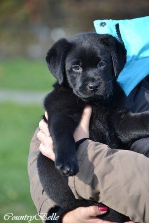 Labrador