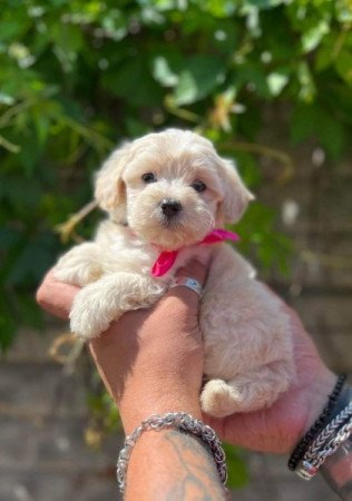 Máltai+uszkár=Maltipoo havanese bichon