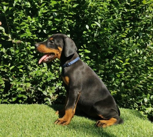 dobermann