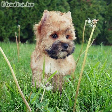 Törzskönyves szines yorkshire terrier kiskutyák