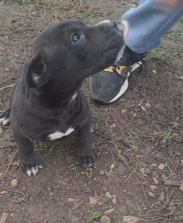 Staffordshire terrier