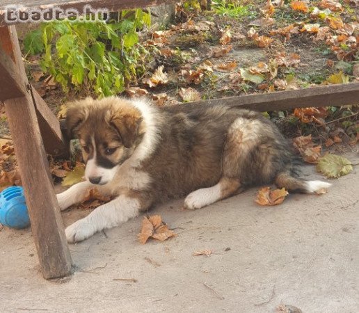 Border collie szuka kiskutya