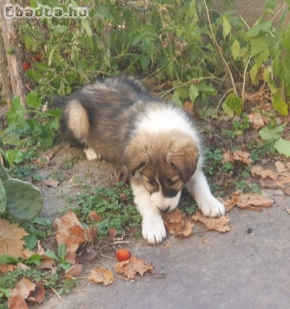 Border collie szuka kiskutya