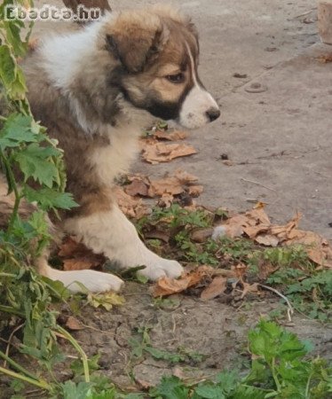 Border collie szuka kiskutya