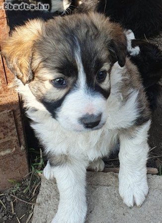 Border collie szuka kiskutya