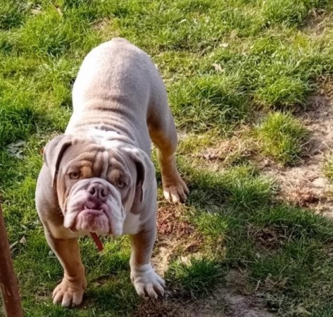 Angol bulldog